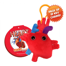Heart (Heart Organ) Key Chain